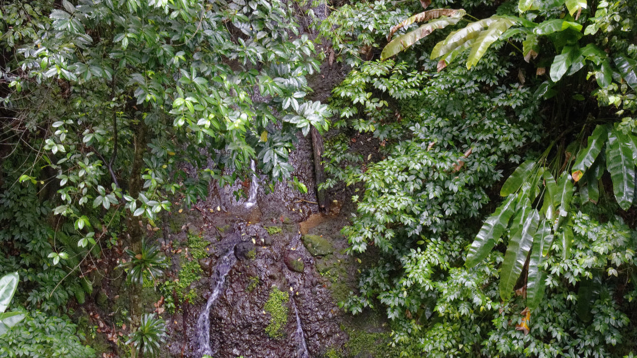 20190201-101018•Rain Forst Aerial Tram•Bisee•Castries•St Lucia